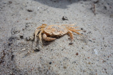 Strandkrabbe