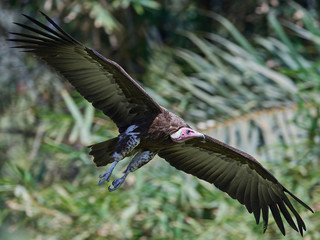 Hooded vulture (Necrosyrtes monachus)