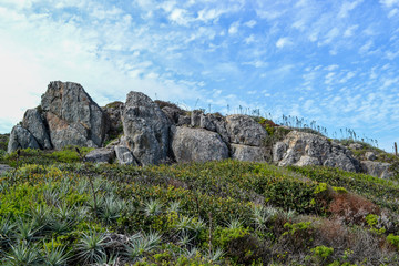 Blooming spring flowers and cacti on a sea shore