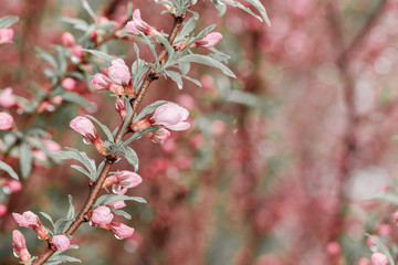 Flowering branches of cherry tree after rain. Trees bloom at spring. Flowers on blurred background with Copy space. Selective focus.