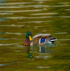 a male specimen of  the mallards is  swimming in a lake  /It is a water bird of the duck family living in the wetlands, in Italy it is called capoverde/