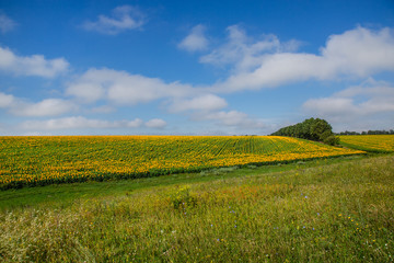 Obraz premium Landscape view of farm fields against blue sky on a sunny day.