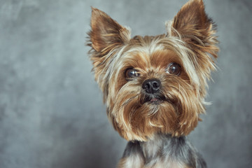 Yorkshire Terrier close-up on a concrete background 