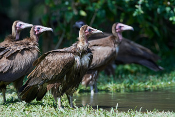 Hooded vulture (Necrosyrtes monachus)