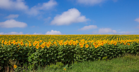 Fototapeta na wymiar A field of blooming sunflowers against a blue sky on a sunny day.