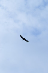 A lonely wild bird flying in the sky