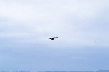 A lonely wild bird flying in the sky