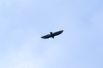 Fototapeta premium A lonely wild bird flying in the sky