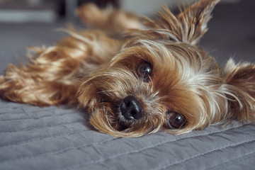 yorkshire terrier lies asleep on the bed 