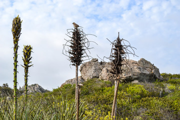 Blooming spring flowers and cacti on a sea shore