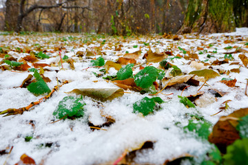 Snow and leaves