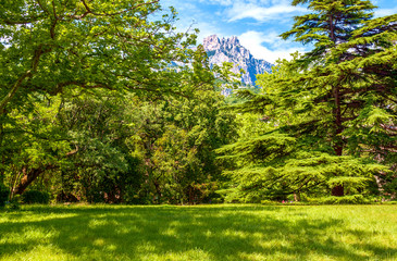 Gorgeous green meadow, framed by the majestic beautiful trees