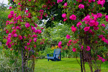 Blue Adirondack chair in the backyard garden, framed by a rose arbor.