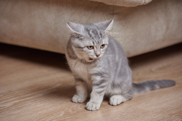 Portrait of a cute little gray scottish straight kitten on floor.