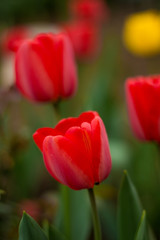 red  tulip close-up 