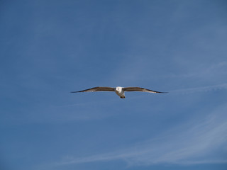 Flying Gull