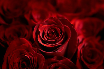 Background of red roses for greeting cards. beautiful bouquet of flowers. attention to a woman