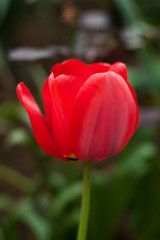 red  tulip close-up 
