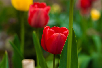 Fototapeta premium red tulip close-up 