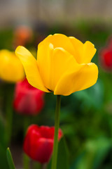 yellow tulip close-up 