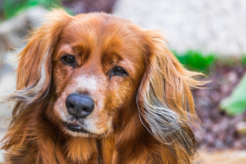 Brown dog, lovely sweet face portrait