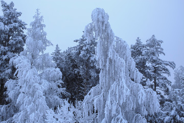birch and pine in hoarfrost on a cloudy day