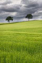 Dark clouds over rolling field of green wheat crop with two trees on Highway B6460 near Duns Scottish Borders Scotland UK