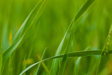 grass close-up background