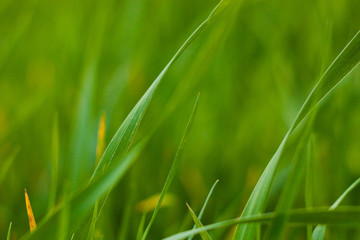 grass close-up background