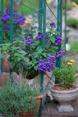 Vanilleblume (Heliotropium arborescens) im Garten