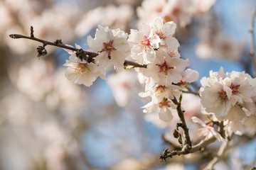 The almond tree blooms