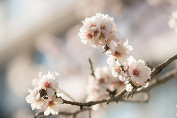 The almond tree blooms