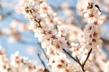 The almond tree blooms