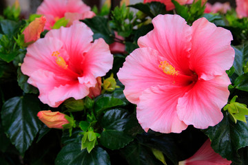 Hibiskus Blüten oder Eibisch