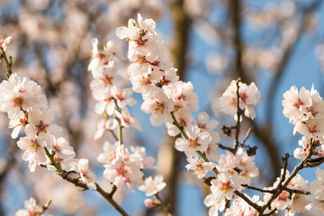 The almond tree blooms