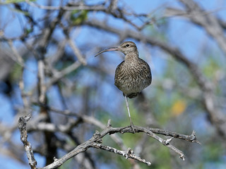 Whimbrel (Numenius phaeopus)