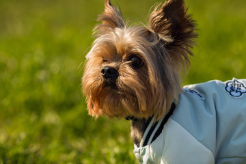 Yorkshire Terrier in a jacket is standing in a green grass