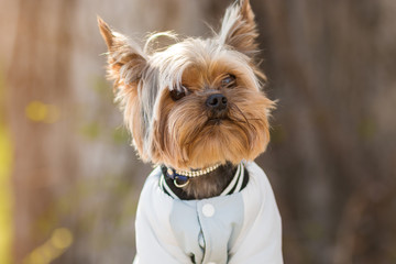 Yorkshire Terrier sits in a jacket