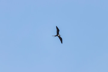 close-up on flying bird on blue sky, Scientific name Fregata minor