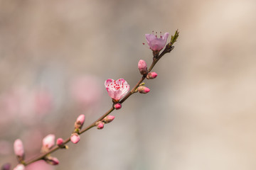 The almond tree blooms