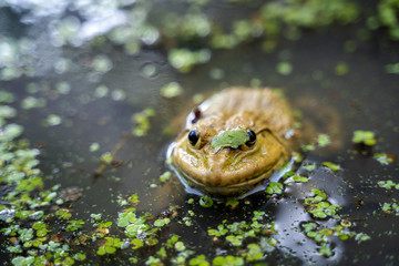 The frog lives in the swamp, using a duckweed to camouflage.