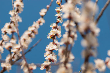 The almond tree blooms