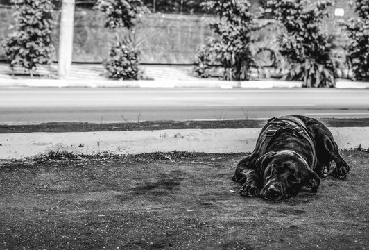 Dog