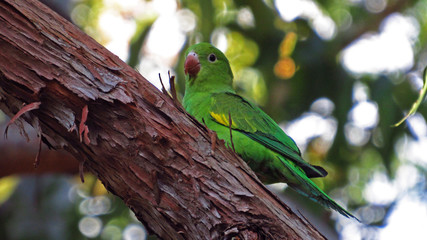 Colorful  parakeet
