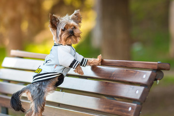 Yorkshire Terrier in a jacket is standing on a bench in the park 