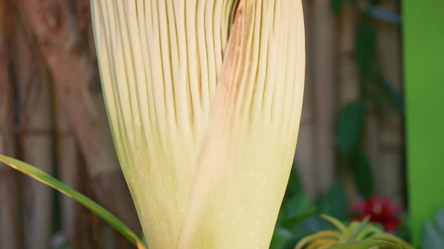 Corpse flower blooming close-up tilt