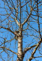 Kirschbaum noch ohne Blätter