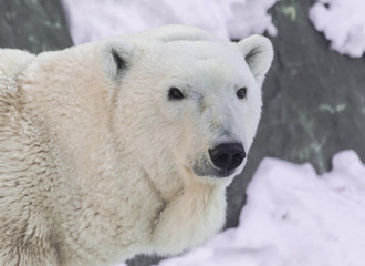 Obraz na płótnie Canvas Polar bear (ursus maritimus), head portrait, with rocks and snow background