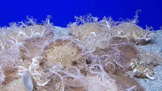 Upside-down jellyfish