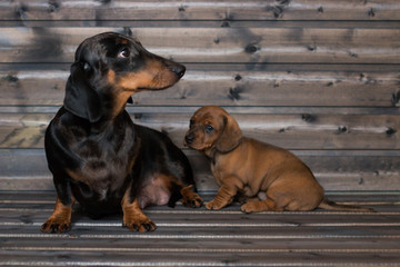 dog dachshund mom and daughter